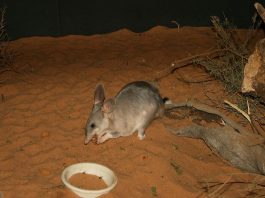 Iepurele marsupial (Macrotis lagotis) cu coada tricoloră din Australia