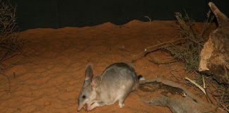 Iepurele marsupial (Macrotis lagotis) cu coada tricoloră din Australia