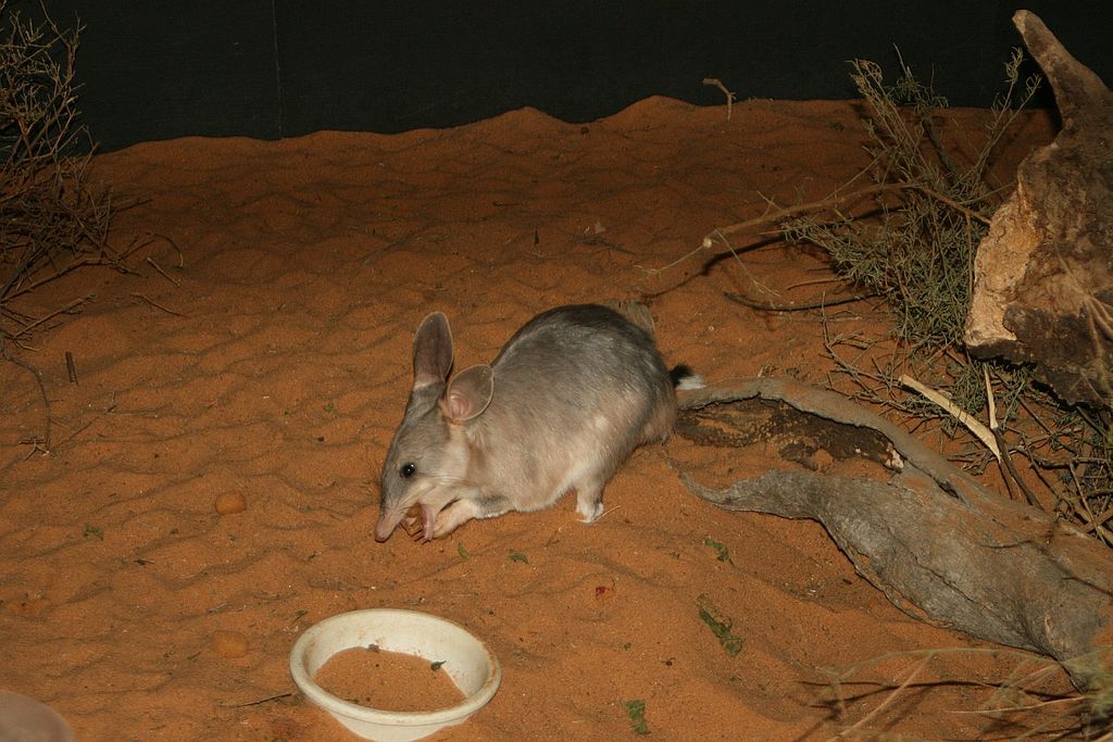 Iepurele marsupial (Macrotis lagotis) cu coada tricoloră din Australia