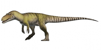 In Portugalia s-au descoperit cele mai primitive ouă de dinozaur