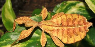 Insecte-frunză, cei mai mari imitatori din lume