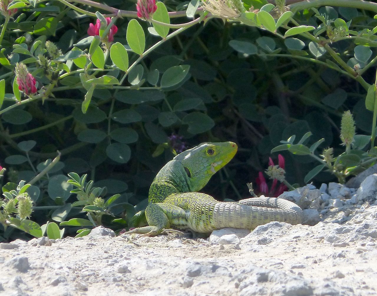 Lacerta lepida