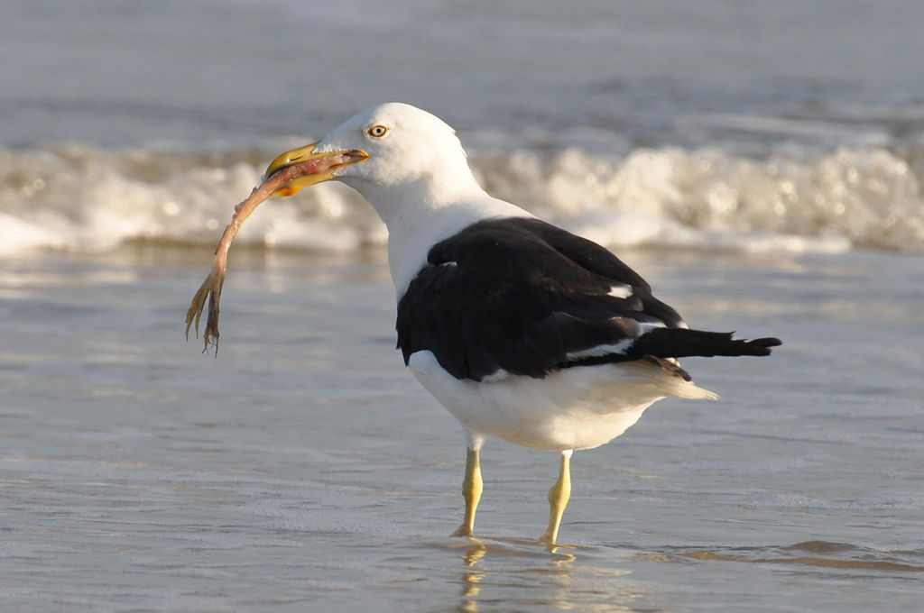 Larus dominicanus