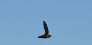 Lastunul de horn (Chaetura pelagica), o pasăre migratoare