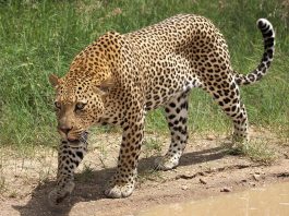 Leopardul (Panthera pardus), una din cele mai mari feline carnivore