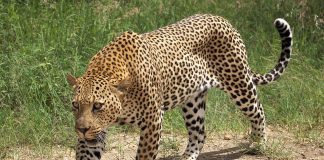 Leopardul (Panthera pardus), una din cele mai mari feline carnivore