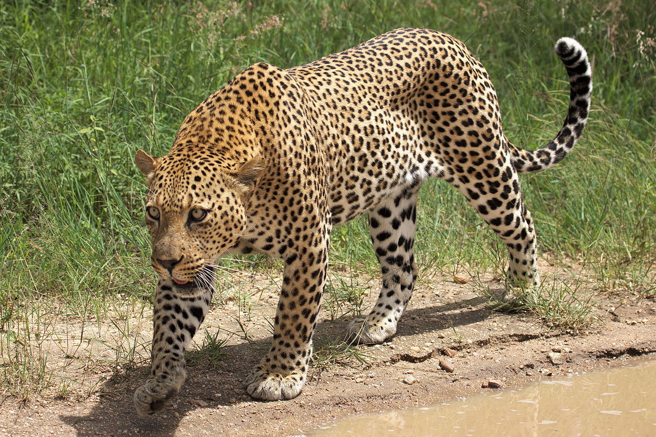 Leopardul (Panthera pardus), una din cele mai mari feline carnivore