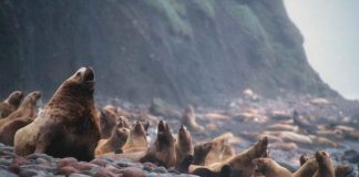 Leul de mare Steller (Eumetopias jubatus), cel mai mare leu de mare din lume