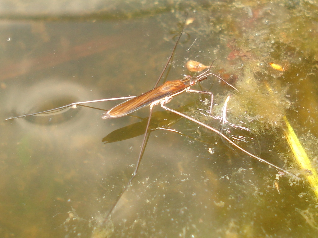 Limnoporus rufoscutellatus