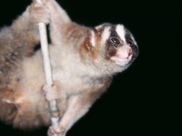 Lorisul greoi (Nycticebus coucang), primate din Asia de Sud-Est