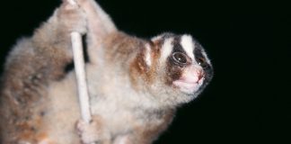 Lorisul greoi (Nycticebus coucang), primate din Asia de Sud-Est