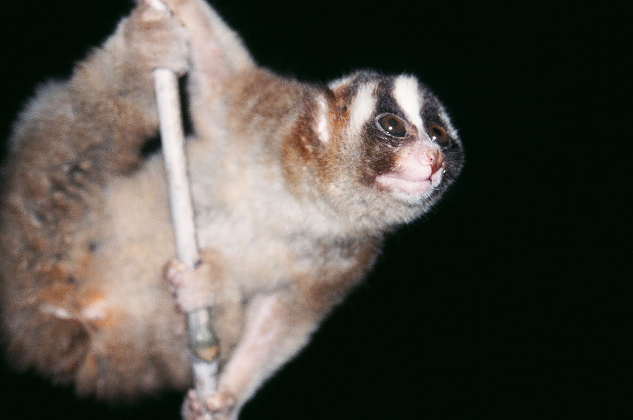 Lorisul greoi (Nycticebus coucang), primate din Asia de Sud-Est