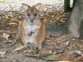 Macropus parma, cangurul din estul Australiei