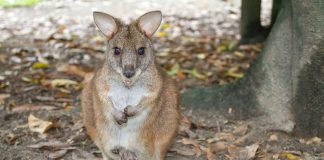 Macropus parma, cangurul din estul Australiei