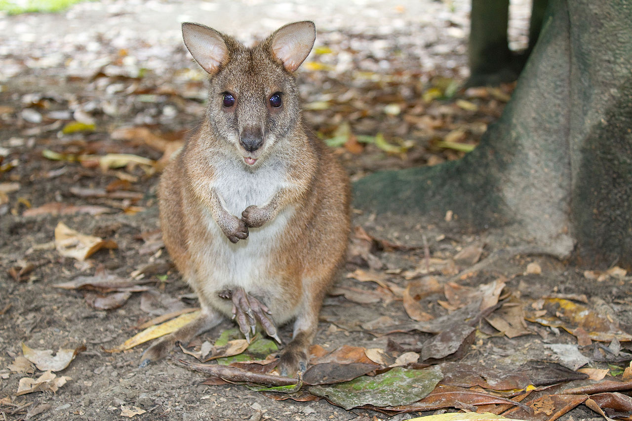 Macropus parma, cangurul din estul Australiei