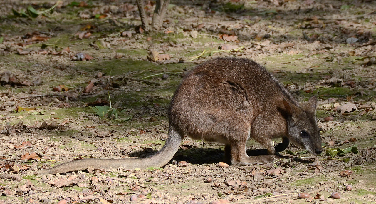 Macropus parma