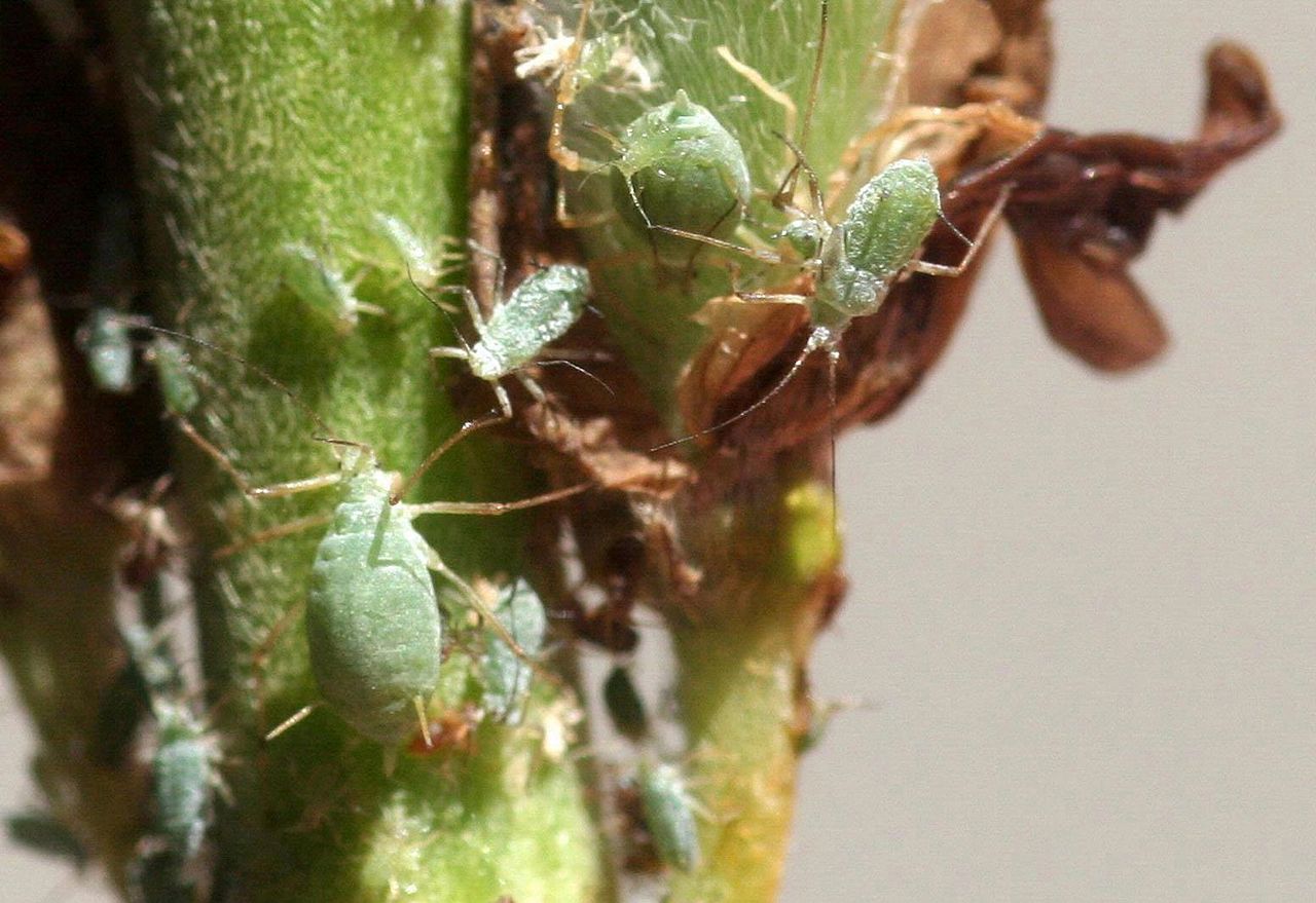 Macrosiphum Albifrons