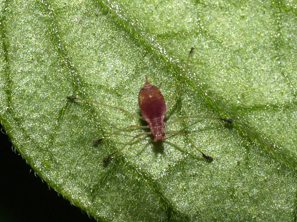 Macrosiphum euphorbiae