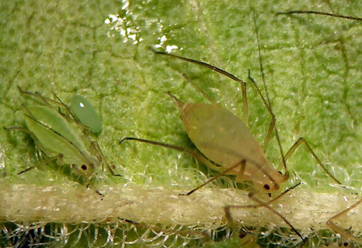 Macrosiphum euphorbiae, Foto: eol.org