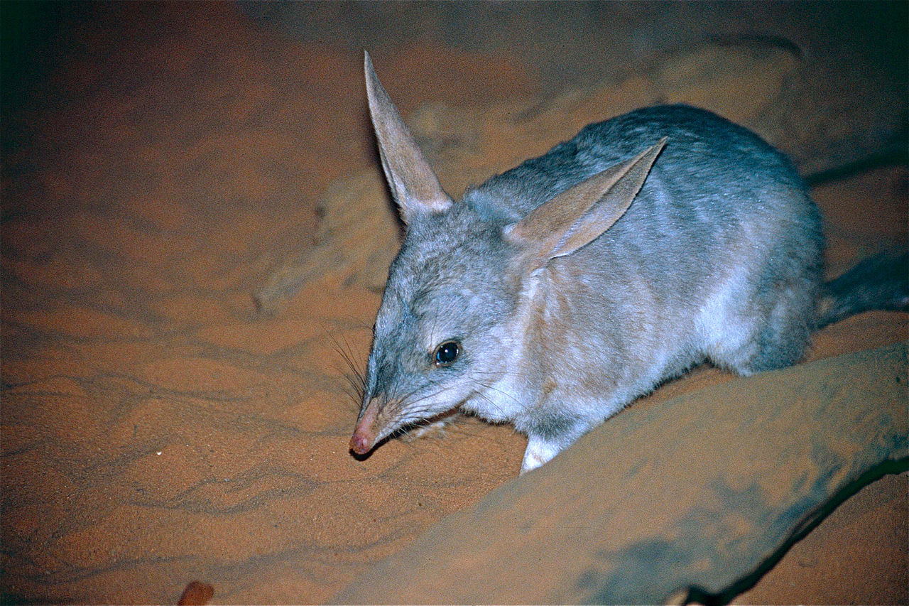 Macrotis lagotis