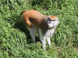 Maimuța-husar (Erythrocebus patas), cea mai rapidă maimuță