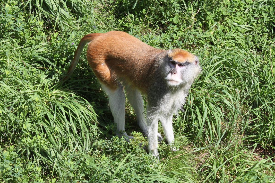Maimuța-husar (Erythrocebus patas), cea mai rapidă maimuță Maimuța-husar (Erythrocebus patas), cea mai rapidă maimuță