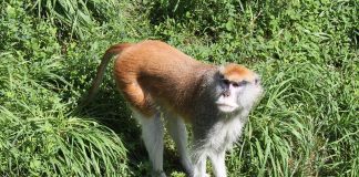 Maimuța-husar (Erythrocebus patas), cea mai rapidă maimuță