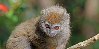 Maki de mlaștină (Hapalemur griseus), singura primată care trăiește în stufărișul lacurilor