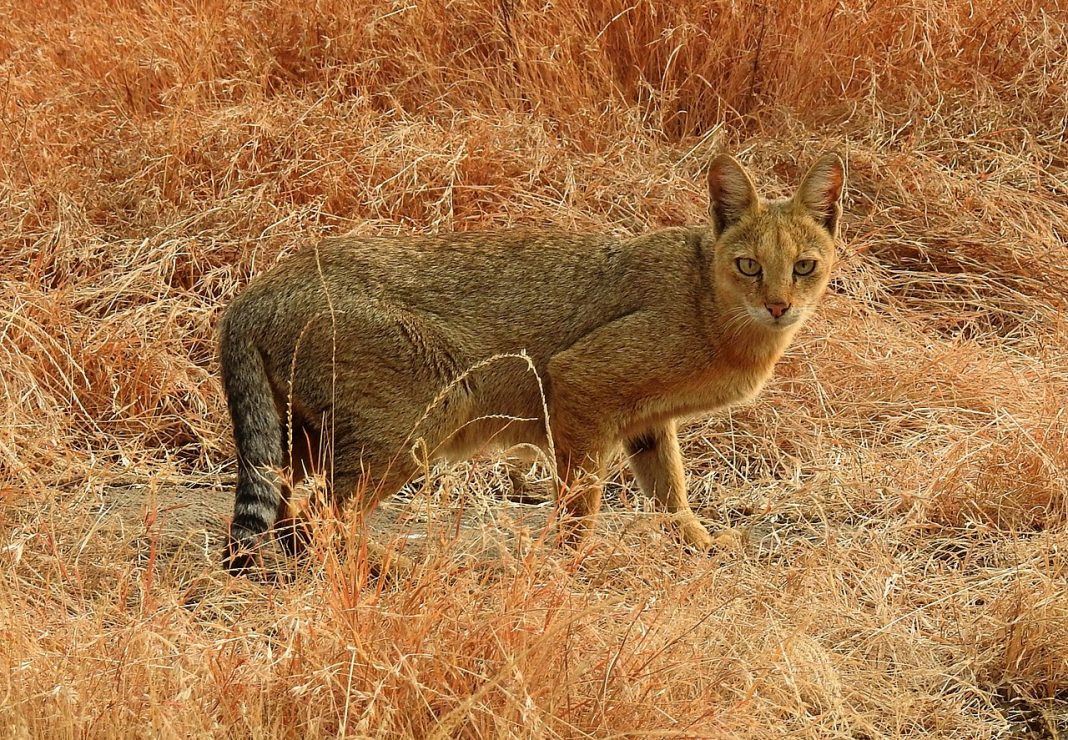 Mamifere carnivore – Pisica de stuf (Felis chaus) Mamifere carnivore – Pisica de stuf (Felis chaus)
