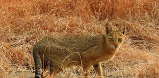 Mamifere carnivore – Pisica de stuf (Felis chaus)