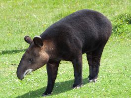 Mamifere copitate, tapirul de munte (Tapirus pinchaque)