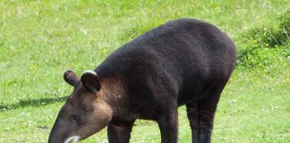 Mamifere copitate, tapirul de munte (Tapirus pinchaque)