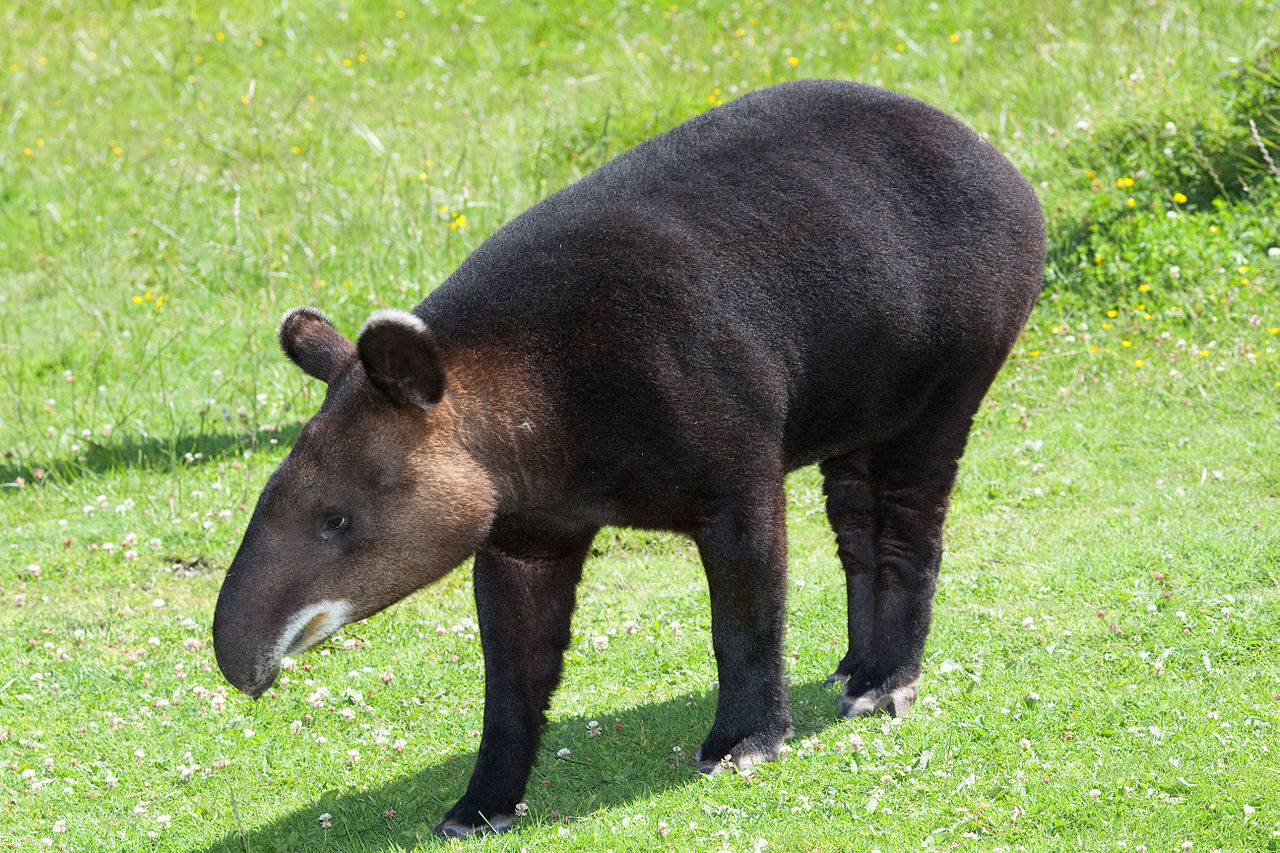 Mamifere copitate, tapirul de munte (Tapirus pinchaque)