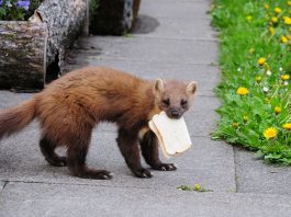 Mamifere, specii de mustelide – Jderul de pădure (Martes martes)