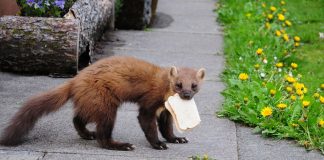 Mamifere, specii de mustelide – Jderul de pădure (Martes martes)