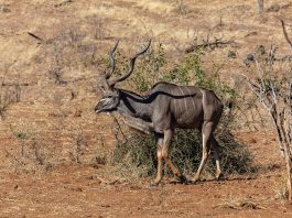 Marele Kudu (Tragelaphus strepsiceros), una dintre cele mai înalte antilope