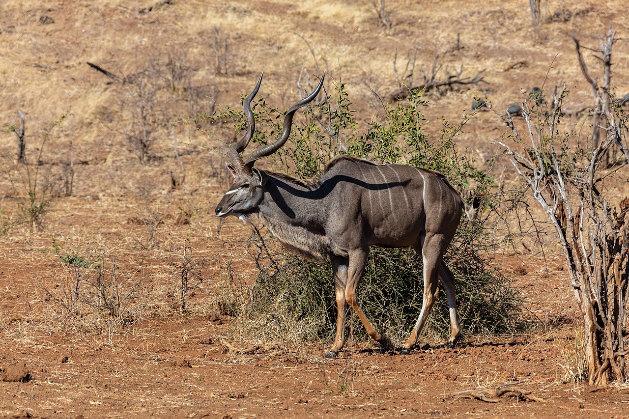 Marele Kudu (Tragelaphus strepsiceros), una dintre cele mai înalte antilope