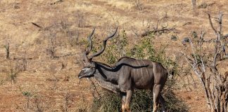 Marele Kudu (Tragelaphus strepsiceros), una dintre cele mai înalte antilope