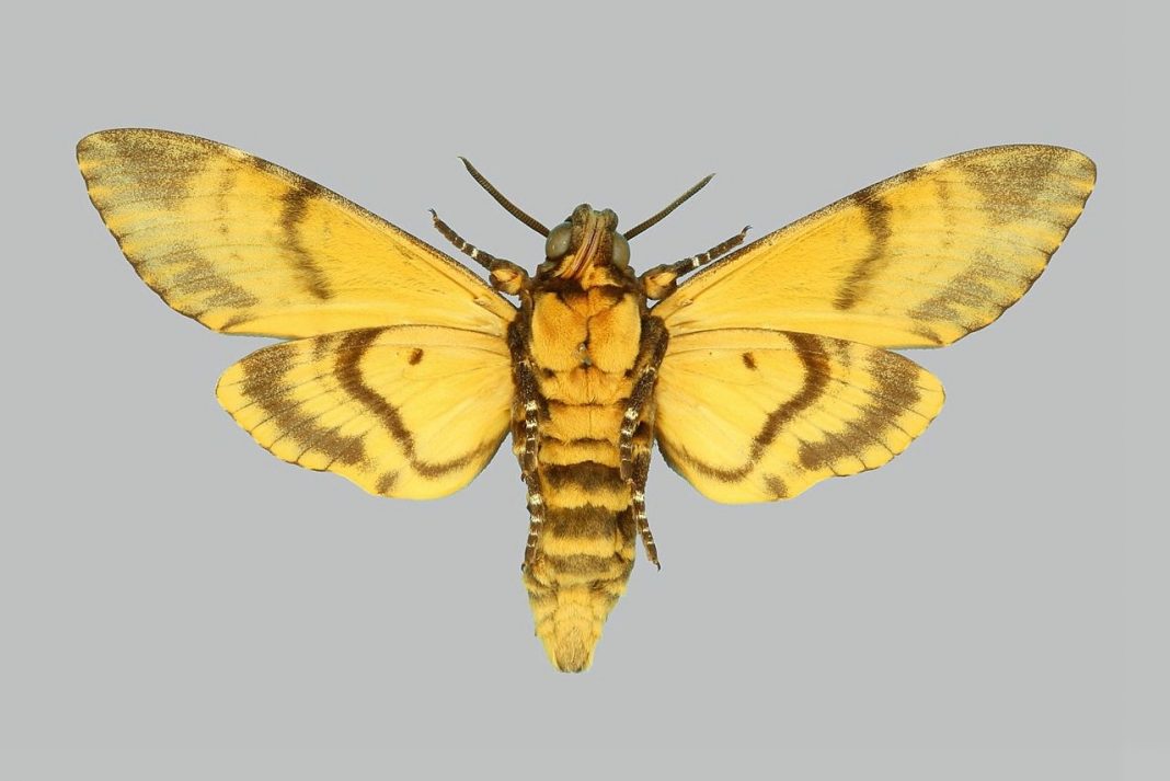Molii-soim, unele dintre cele mai rapide insecte zburătoare