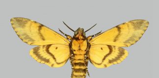 Molii-soim, unele dintre cele mai rapide insecte zburătoare