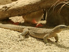 Monitorul de nisip (Varanus gouldii), una dintre cele mai mari specii de monitori din Australia