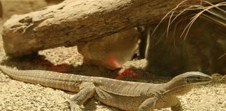 Monitorul de nisip (Varanus gouldii), una dintre cele mai mari specii de monitori din Australia