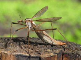 Muște-macara (muște-picioare lungi), o insectă dăunătoare