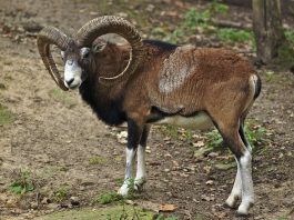 Muflonul asiatic (Ovis orientalis), cea mai mică oaie sălbatică