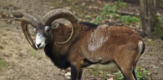 Muflonul asiatic (Ovis orientalis), cea mai mică oaie sălbatică