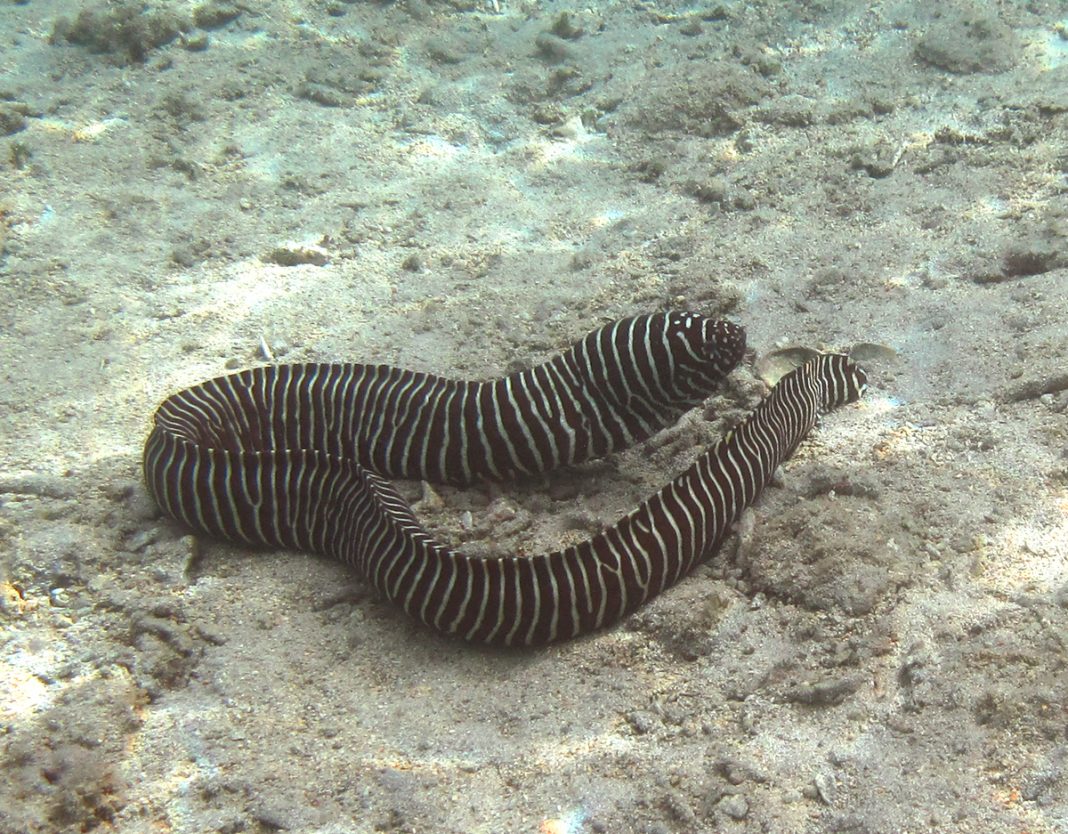 Murena zebră (Gymnomuraena zebra), pește din grupul țiparilor Murena zebră (Gymnomuraena zebra), pește din grupul țiparilor