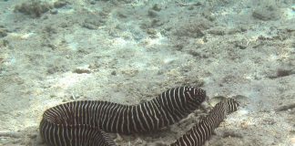 Murena zebră (Gymnomuraena zebra), pește din grupul țiparilor
