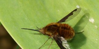 Muște-albină, se aseamănă cu bondarii