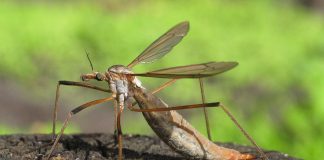 Muște-macara (muște-picioare lungi), o insectă dăunătoare