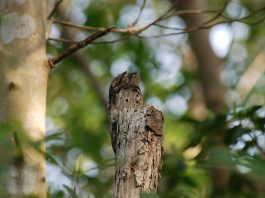 Nictibilul comun (Nyctibius griseus), pasăre arboricolă și vânător nocturn de insecte